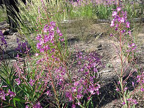 Fireweed