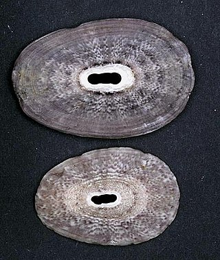 <i>Fissurella pulchra</i> Species of gastropod