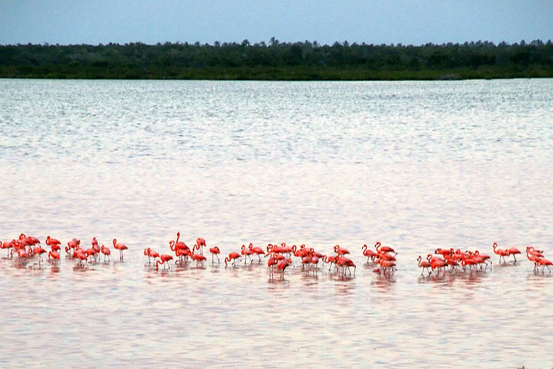 File:Flamingos near Isla Morena (5307777500).jpg