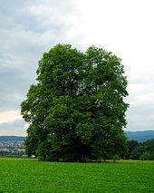 Die als Naturdenkmal geschützte Hainbuche auf dem Eisenküppel