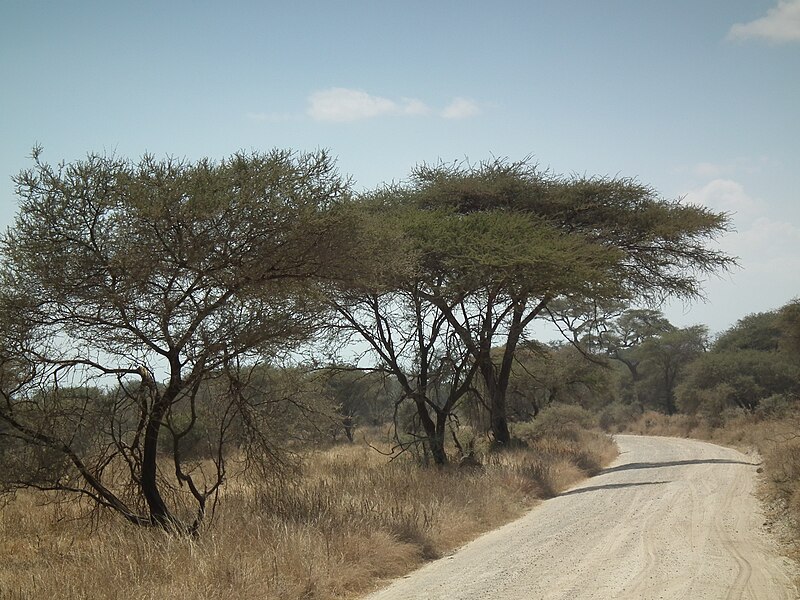 File:Flora of Tanzania 0492 Nevit.jpg