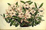 Thumbnail for Rhododendron virgatum