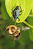 E. floridanus hunting a bee