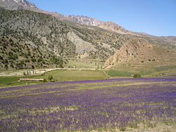 Flower field - Semnan.JPG