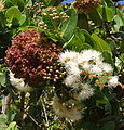 Flowering Syzygium cordatum (14872846951).jpg