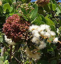 Blomstrende Syzygium cordatum (14872846951) .jpg