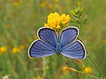 Plebejus argyrognomon