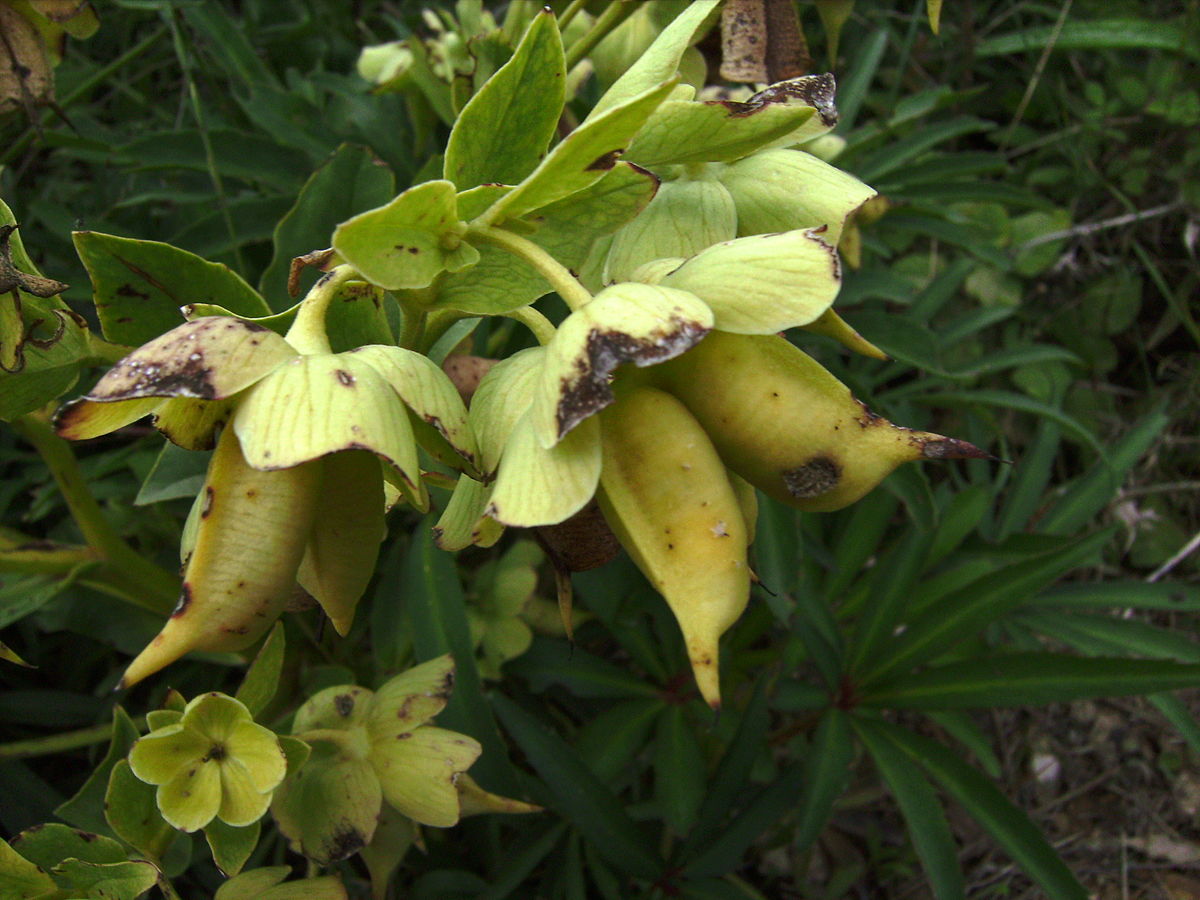 Helleborus foetidus