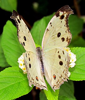 <i>Protogoniomorpha parhassus</i> species of butterfly