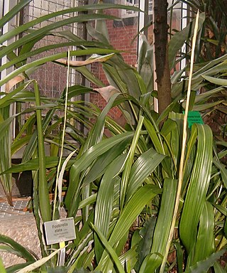 <i>Fosterella rusbyi</i> Species of plant