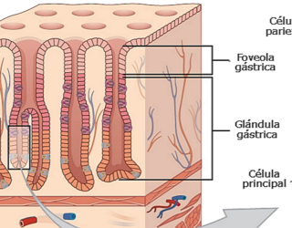 Glándulas Gástricas