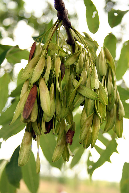 Как выглядит ясень. Ясень обыкновенный Fraxinus Excelsior. Ясень пенсильванский плод. Ясень обыкновенный Крылатки. Ясень обыкновенный Fraxinus Excelsior семена.