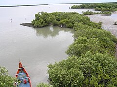 Fringing mangroves, mudflat and in Muthupet Lagoon.JPG