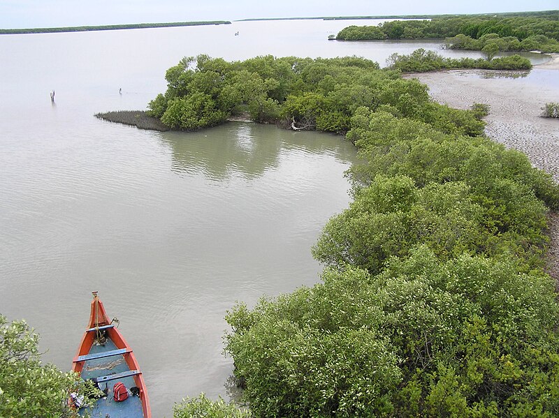 File:Fringing mangroves, mudflat and in Muthupet Lagoon.JPG