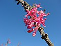 Thumbnail for Fuchsia lycioides