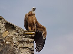 Photographie de la tête d'un vautour.