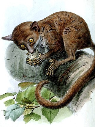 <span class="mw-page-title-main">Western dwarf galago</span> Species of primate