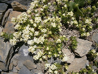 <i>Galium megalospermum</i> Species of plant