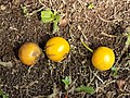 Garcinia Kola Fruits murs.jpg