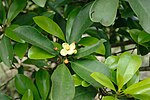 Thumbnail for Garcinia multiflora