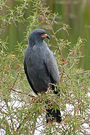 aves De Argentina