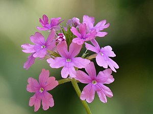 South American mock vervain / Moss Verbena (Glandularia pulchella)