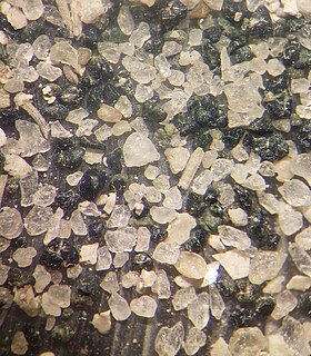 Glauconite from the Dutch Pliocene.jpg