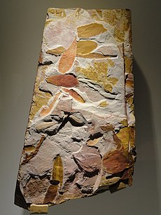 Glossopteris sp., seed ferns, Permian - Triassic - Houston Museum of Natural Science - DSC01765.JPG