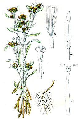Pelkinis pūkelis (Gnaphalium uliginosum)