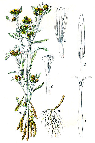 File:Gnaphalium uliginosum Sturm26.jpg