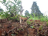 Un chevreau dans une montagne à Bakassa