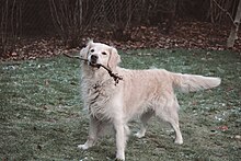 A golden Retreiver standing holding a stick in their mouth