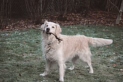 Golden Retriever 2020 10.jpg