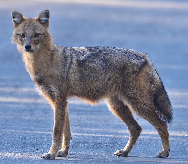 Image: Golden jackal in Jorasi Range