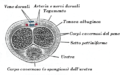 Miniatura della versione delle 10:04, 12 gen 2013