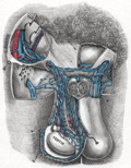 Thumbnail for Testicular vein