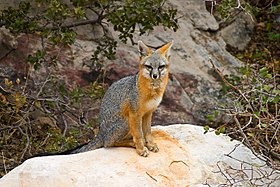 Gray Fox II - Red Rock Canyon, Nevada.jpg