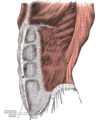 Grays Anatomy image392.png