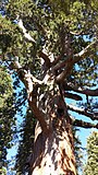 Looking up into the unusually large limbs of the Great Bonsai tree.