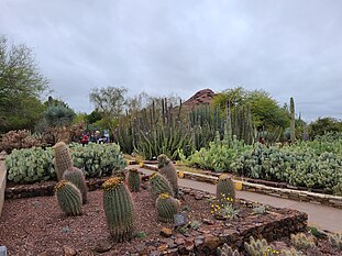 Great Variety of Cacti at the Desert Botanical Garden.jpg