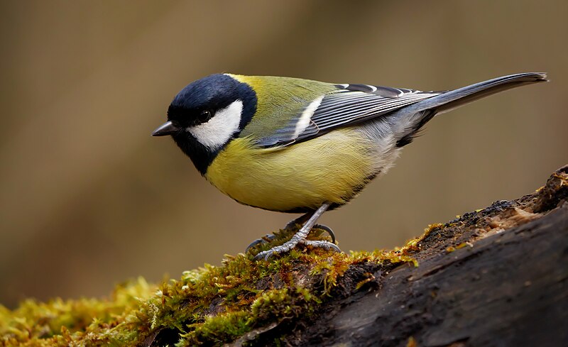 File:Great tit (Parus major), Parc du Rouge-Cloitre, Forêt de Soignes, Brussels (26194636951).jpg