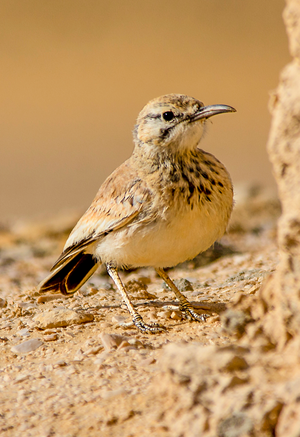 Greater Hoopoe-Lark Egypt.png