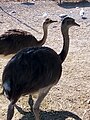 Ostriches walking