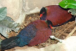 Green-naped Pheasant Pigeon Otidiphaps nobilis.jpg