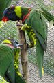 Green-naped Lorikeet (Trichoglossus haematodus haematodus)