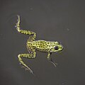 * Nomination Green frog (Rana esculenta complex) --Charlesjsharp 13:40, 30 August 2022 (UTC) * Promotion  Support Good quality. --Uoaei1 04:36, 31 August 2022 (UTC)