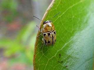 <i>Griburius larvatus</i> Species of beetle