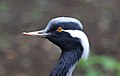 * Nomination Portrait of demoiselle crane (Grus virgo), domaine du Pescheray, France --Clément Bardot 11:33, 10 October 2022 (UTC) -  Support Good quality. --Poco a poco 15:05, 10 October 2022 (UTC) * Promotion {{{2}}}