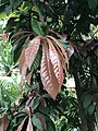 Gustavia augusta with immature reddish leaves.jpg