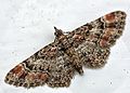 Gymnoscelis rufifasciata (Haworth, 1809)